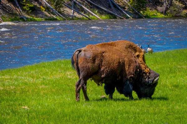 Buffalo pastam ao lado de um rio ocidental no Parque Nacional de Yellowstone — Fotografia de Stock