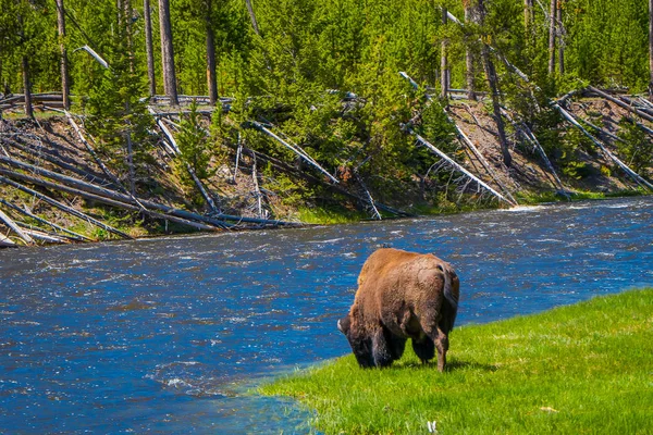 Bela vista exterior de búfalos solitários pastando ao lado de um rio ocidental no Parque Nacional de Yellowstone — Fotografia de Stock