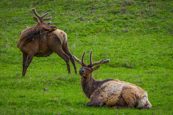 Εξωτερική άποψη του elk με βελούδινη κέρατα που αναπαύεται στο ένα λιβάδι — Φωτογραφία Αρχείου