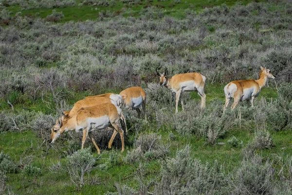 Vista ao ar livre de veados de cauda branca comendo grama no Parque Nacional de Yellowstone — Fotografia de Stock