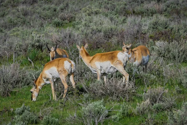 Piękny widok zewnątrz Bielik jelenie Rodzinny Park Narodowy Yellowstone — Zdjęcie stockowe