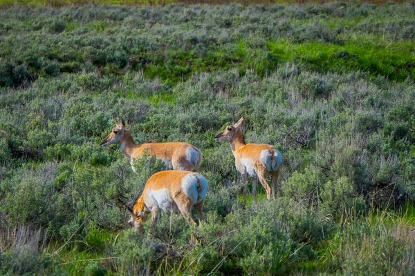 Pohled na bílé sledoval rodinné jeleni pasoucí se na trávě se nachází v národním parku Yellowstone — Stock fotografie