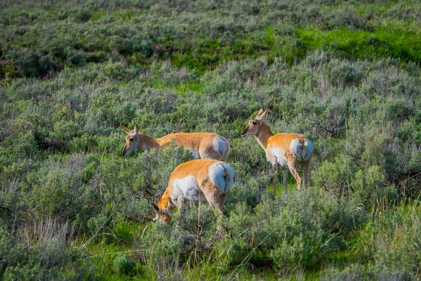 Zobacz Bielik jelenie rodziny wypas na trawie, położony w Parku Narodowym Yellowstone — Zdjęcie stockowe