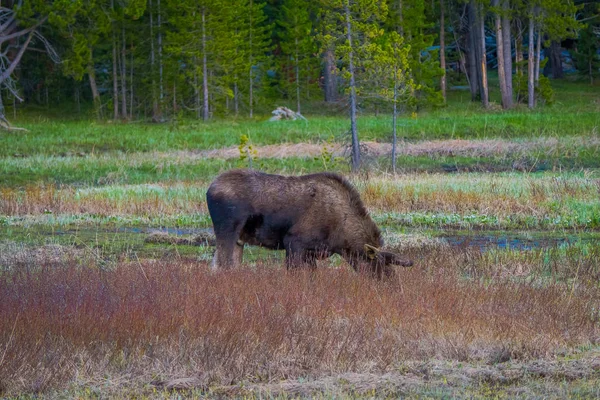 Cow moose munching on willows in Yellowstone National Park, Wyoming — Stock Photo, Image
