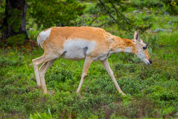 女性ロッキーマウンテン ミュールジカ、アメリカ、ワイオミング州のイエローストーン国立公園で草を食べてジューテリウム ドルノゴビのクローズ アップ. — ストック写真