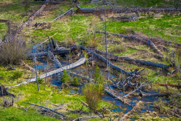 Zewnętrzny widok skamieniałego lasu w Parku Narodowym Yellowstone z zwalone drzewa i trawa zielona — Zdjęcie stockowe