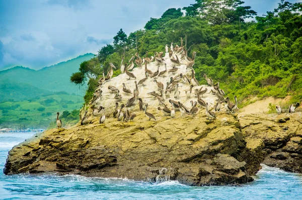 Veduta esterna di un gruppo di pellicani che riposano su una spiaggia rocciosa a Pedernales — Foto Stock