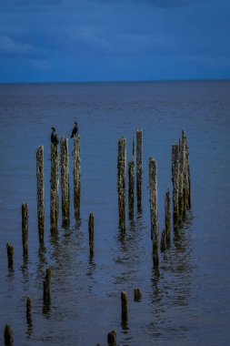 Llanquihue gölde Playa Maiten ile bazı kuşlar, Şili'deki Octay limanda bulunan su gövdeleri üzerinde poz cormoran için güzel açık görünüm