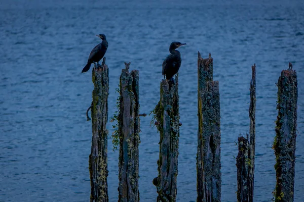 Hermosa vista al aire libre al lago llanquihue en Playa Maiten con algunas aves, cormorán posando sobre troncos en el agua ubicada en el Puerto Octay en Chile —  Fotos de Stock