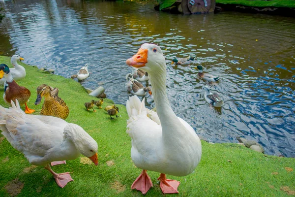 Vista ao ar livre de patos em lagoa artificial localizada no parque da cidade de Puerto Varas — Fotografia de Stock