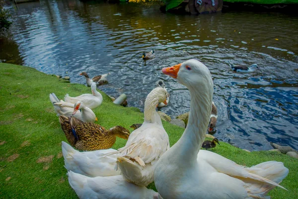 Vue extérieure de canards dans un étang artificiel situé dans le parc de la ville de Puerto Varas — Photo