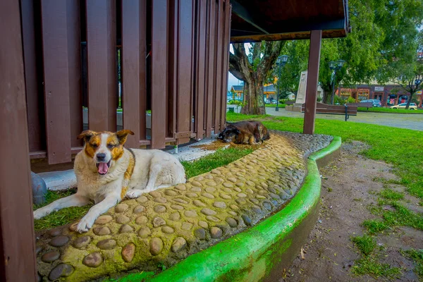 Buiten beeld van hond leven in de straten van de stad van Puerto Varas — Stockfoto