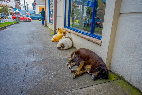 Вид на улицу, вид на собаку, живущую на улице и лежащую на полу в городе Пуэрто-Варас — стоковое фото