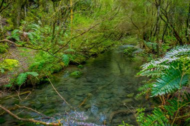 Güzel açık dere bulunan Petrohue, Llanquihue il, Los Lagos bölgesi