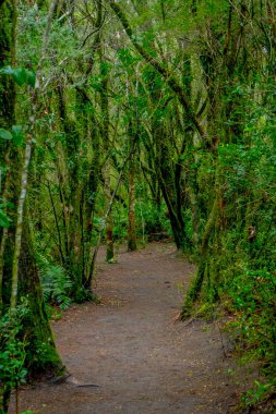 Saltos de Petrohue, Şili çevresinde ormanda bulunan bitki örtüsü içinde güzel doğal yolu