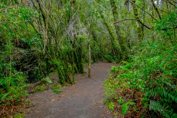 Krásné přírodní cesta uvnitř vegetace se nachází v lese kolem Salta de Petrohue, Chile — Stock fotografie