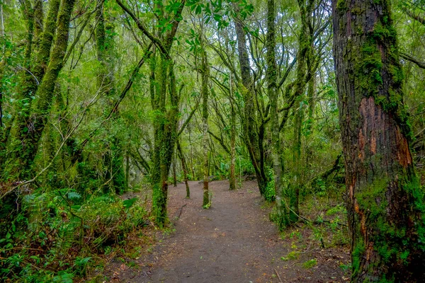 Wunderschöner Naturpfad inmitten der Vegetation im Wald rund um die Saltos de Petrohue, Chili — Stockfoto