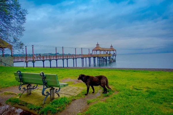 Beautiful outdoor view of a dog close to a metallic chair with a pier of Llanquihue lake behind in Frutillar Bajo, Chile — Stock Photo, Image