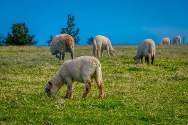 Vista ao ar livre de ovelhas pastando a terra na área de Chiloe, Chile — Fotografia de Stock