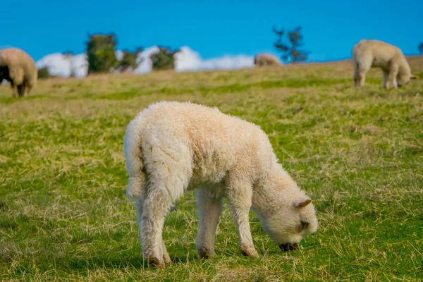 Zewnętrzny widok owiec pastwisk w obszarze Chiloe, Chile — Zdjęcie stockowe