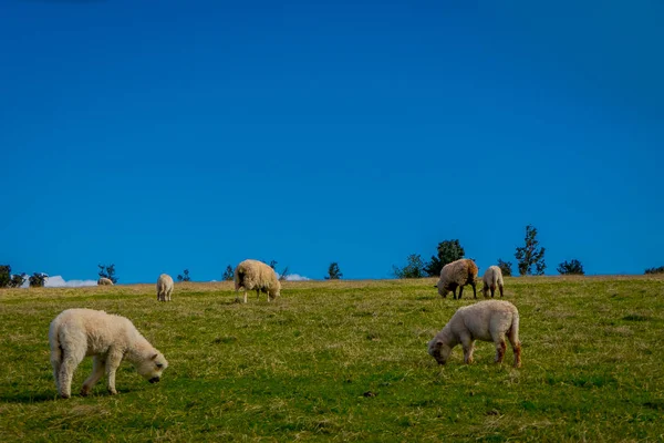 Hermosas ovejas comiendo pastizales en Chiloé, Chile — Foto de Stock
