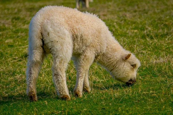 Close up van enkele prachtige schapen grazen in Chiloe, Chili — Stockfoto