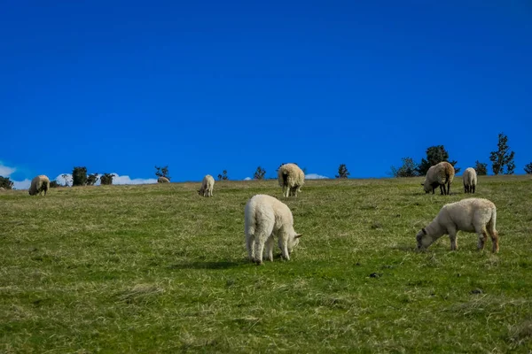 Prachtige sheeps eten van het grasland in Chiloe, Chili — Stockfoto