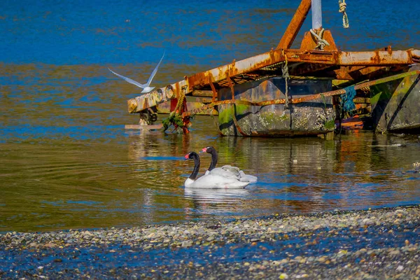 Widok zewnętrzny dwa wspaniałe łabędzie na jeziorze, pływanie na wyspie Chiloe, Chile — Zdjęcie stockowe