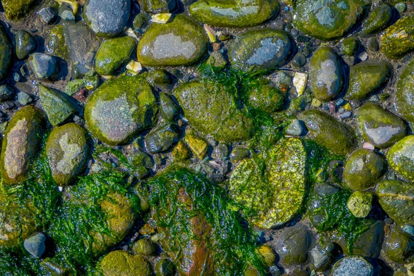 Nad zobrazením selektivní fokus lagae kameny, zanechal během nízkých příliv v jezeře v Vilupulli v destinaci ostrov Chiloé, Chile — Stock fotografie