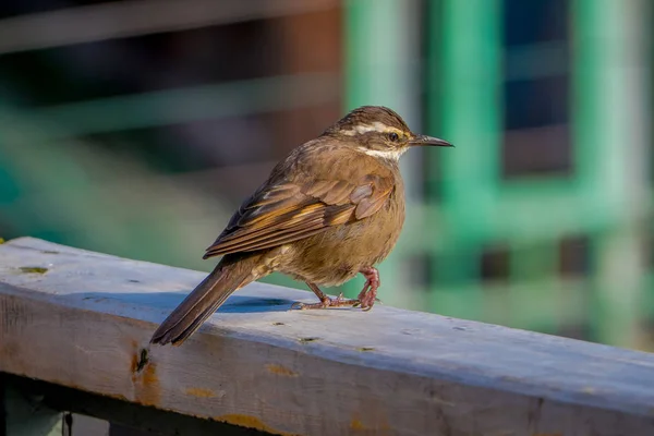 Nahaufnahme von selektivem Fokus eines schönen winzigen Vogels, der über einer Holzstruktur in einem verschwommenen Gebäudehintergrund im chilenischen Chiloe-Nationalpark posiert — Stockfoto