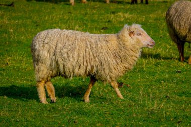 Tek güzel koyun otlatma Chiloe, Şili yakın çekim