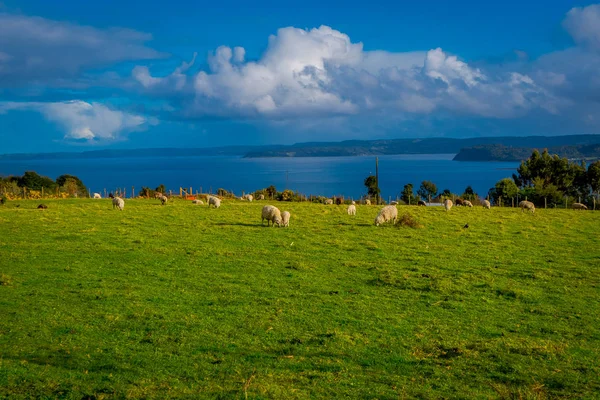 Vista exterior de muchas ovejas pastando la tierra en el área de Chiloé, Chile — Foto de Stock