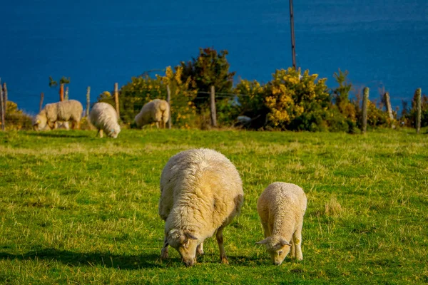 Gorgeous sheeps eating the grassland in Chiloe, Chile — Stock Photo, Image