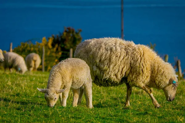 Splendide pecore che mangiano le praterie di Chiloe, Cile — Foto Stock