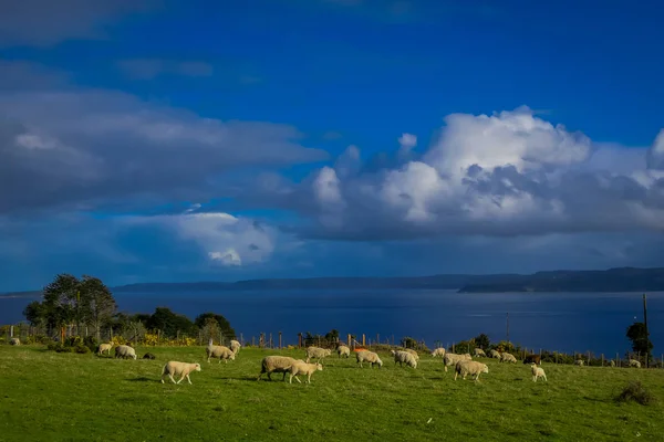 Vista exterior de muchas ovejas pastando la tierra en el área de Chiloé, Chile — Foto de Stock