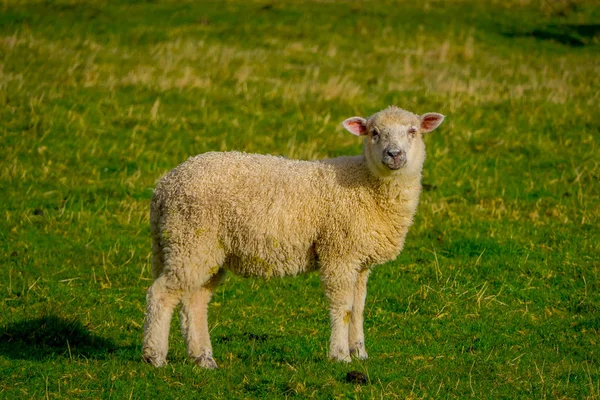 Tek güzel koyun otlatma Chiloe, Şili yakın çekim — Stok fotoğraf