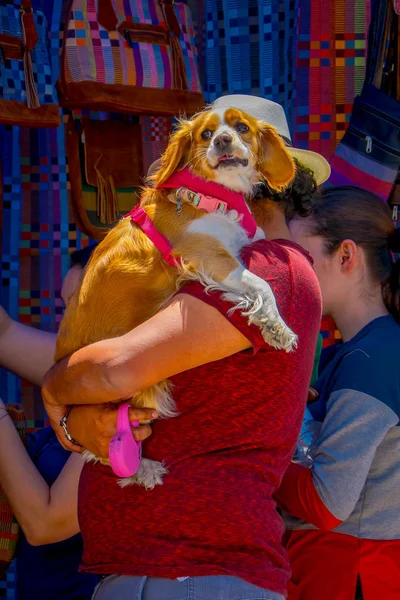 Otavalo, Ecuador, November 06, 2018: Outdoor weergave van niet-geïdentificeerde toeristen holoding in zijn handen een prachtige hond en het kopen van kleren in een straatmarkt in Otavalo — Stockfoto