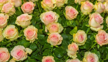 Güzel blosoming sarı gül buket demet demet