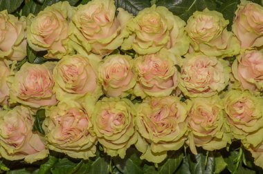 Güzel blosoming sarı gül buket demet demet