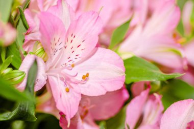 Güzel pembe Lily çiçekler taze çiçek pazarı yakın çekim