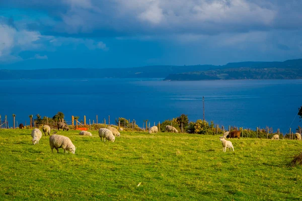 Outdoor view of many sheeps grazing the land in Chiloe area, Chile — Stock Photo, Image