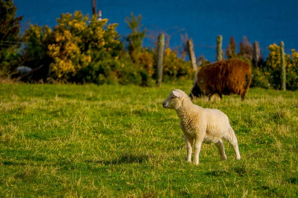 Close up of single beautiful sheep grazing and blurred cow behind in Chiloe, Chile — Stock Photo, Image