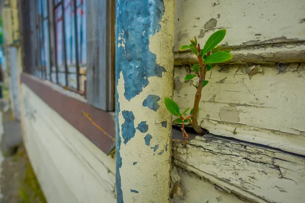 Nær et selektivt fokus for små planter som vokser fra en murbygning med trevegger i Puerto Varas i Chile – stockfoto