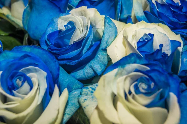 Close-up de foco seletivo de cacho de flores bicolores com cor branca e azul, alguns são geneticamente melhorados ou geralmente são pintados — Fotografia de Stock