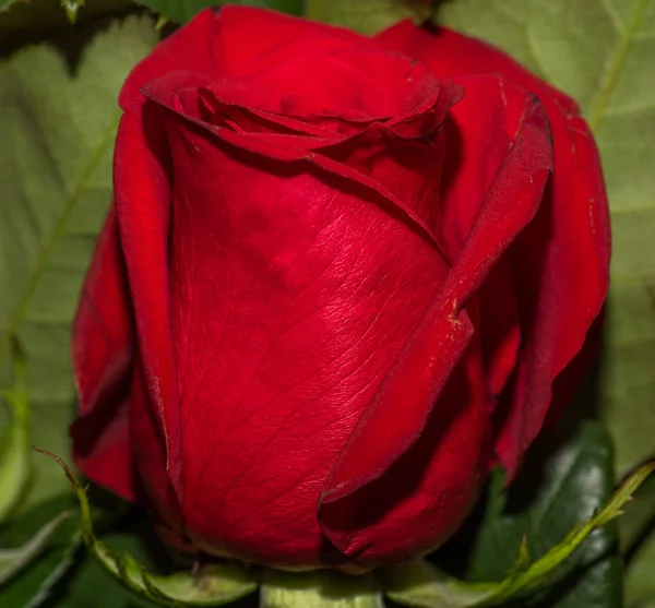 सुंदर लाल गुलाब के पत्तों के विवरण के चयनित ध्यान को बंद करें — स्टॉक फ़ोटो, इमेज