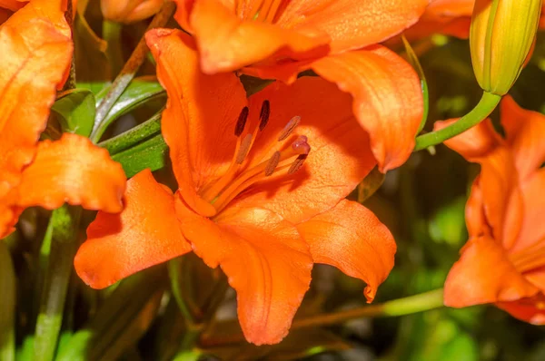 Close up of selective focus of beautiful orange tiger lilies — Stock Photo, Image