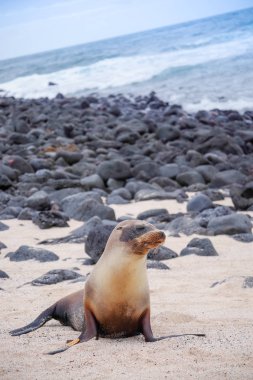 Galapagos Adaları, Ekvador kumsalda güneşlenme güzel huzurlu deniz aslanları