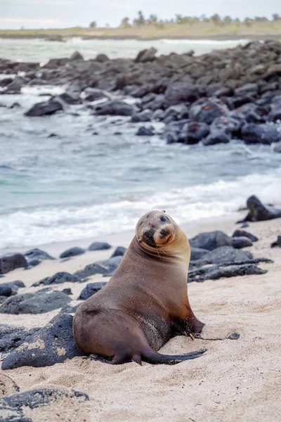 Piękny pokojowy lwy morskie opalania w plaża na Wyspach Galapagos, Ekwador — Zdjęcie stockowe