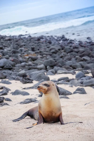 Beau bain de soleil paisible aux lions de mer dans une plage des îles Galapagos, Équateur — Photo