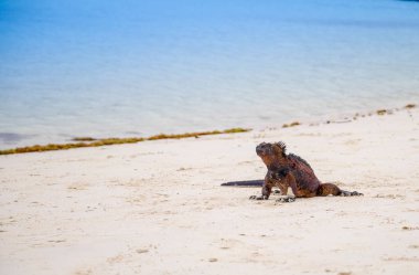 tortuga bay Beach, galapagos Adası santa cruz deniz iguana